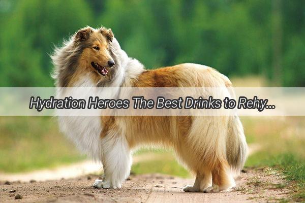 Hydration Heroes The Best Drinks to Rehydrate Your Pup After Vomiting